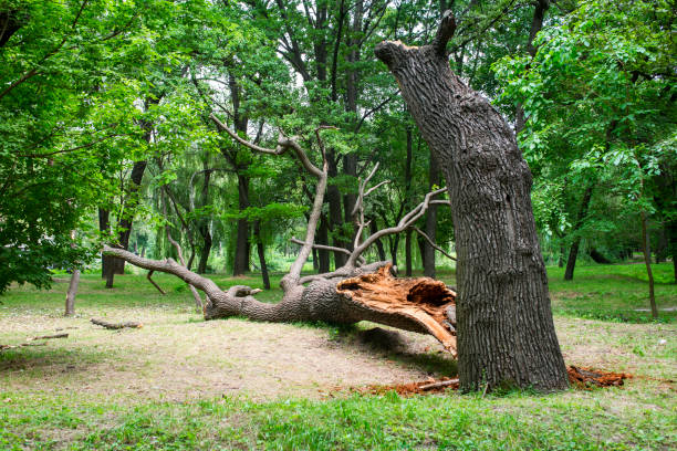 Best Seasonal Cleanup  in USA